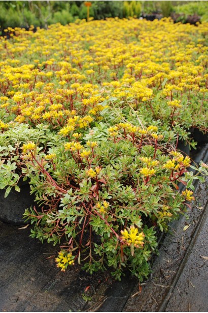 Sedum floriferum Weihenstephaner Gold